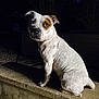 Sally participe au concours pour gagner de l'argent avec cette photo : dog, white_dog, brown_patch, pet, animal, sitting, night, outdoor, stone_ledge, canine, ears, fur, portrait, looking, alert, shadow, dark_background, nature, mammal, companion