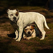 Ulya a rejoint le concours — aidez-le/la à gagner de superbes lots ! dog, outdoor, grass, sunlight, pet, animal, canine, playful, two_dogs, resting, nature, brown_spots, white_fur, collar, muzzle, ears, shadow, ground, daylight, companionship