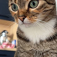 Opaline participe au concours pour gagner de l'argent avec cette photo : animal, blurred_background, cat, close_up, curious, domestic_animal, ears, feline, fur, green_eyes, indoor, kitchen, mammal, nose, pet, portrait, soft_light, tabby, whiskers, white_chest