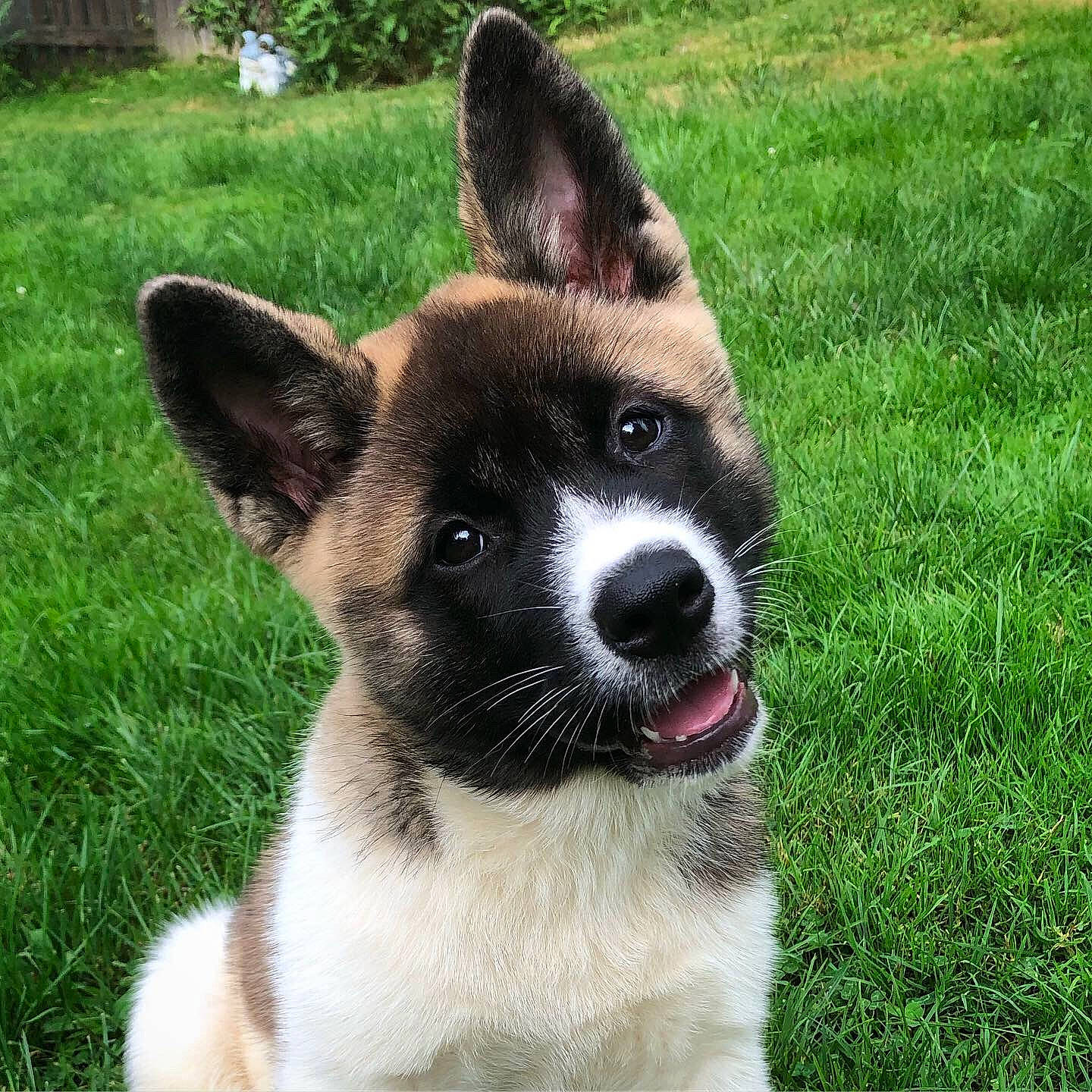 Lana joined the competition — help win amazing prizes! akita, akita_inu, canidae, carnivore, dog, dog_breed, grass, mammal, puppy, rare_breed_dog, snout, vertebrate, working_dog
