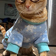 Mango is registered to the contest to win money with this photo: cat, close_up, clothing, cozy, cute, feline, ginger_cat, glasses, home, indoors, looking_at_camera, orange_fur, paw, pet, portrait, round_glasses, sweater, tabby, whiskers, wooden_floor