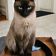 Tundra joined the competition — help win amazing prizes! cat, siamese, blue_eyes, cardboard_box, toy_mouse, tail, floor, indoor, pet, animal, feline, sitting, brown_fur, black_ears, black_face, whiskers, cute, domestic, home, tile_floor