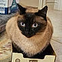 Tundra is registered to the contest to win money with this photo: cat, siamese_cat, blue_eyes, cardboard_box, feline, pet, indoor, fur, animal, closeup, cute, whiskers, ears, floor, curious, domestic_cat, cozy, portrait, sitting, household