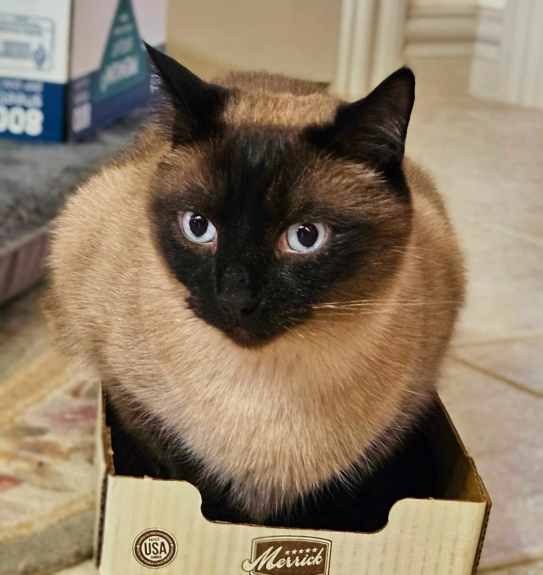 Tundra is registered to the contest to win money with this photo: cat, siamese_cat, blue_eyes, cardboard_box, feline, pet, indoor, fur, animal, closeup, cute, whiskers, ears, floor, curious, domestic_cat, cozy, portrait, sitting, household