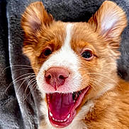 Tika participe au concours pour gagner de l'argent avec cette photo : puppy, dog, close_up, smiling, happy, ears, whiskers, nose, fur, pet, animal, cute, mouth_open, teeth, blanket, cozy, indoor, portrait, young, playful