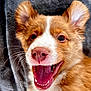 puppy, dog, close_up, smiling, happy, ears, whiskers, nose, fur, pet, animal, cute, mouth_open, teeth, blanket, cozy, indoor, portrait, young, playful