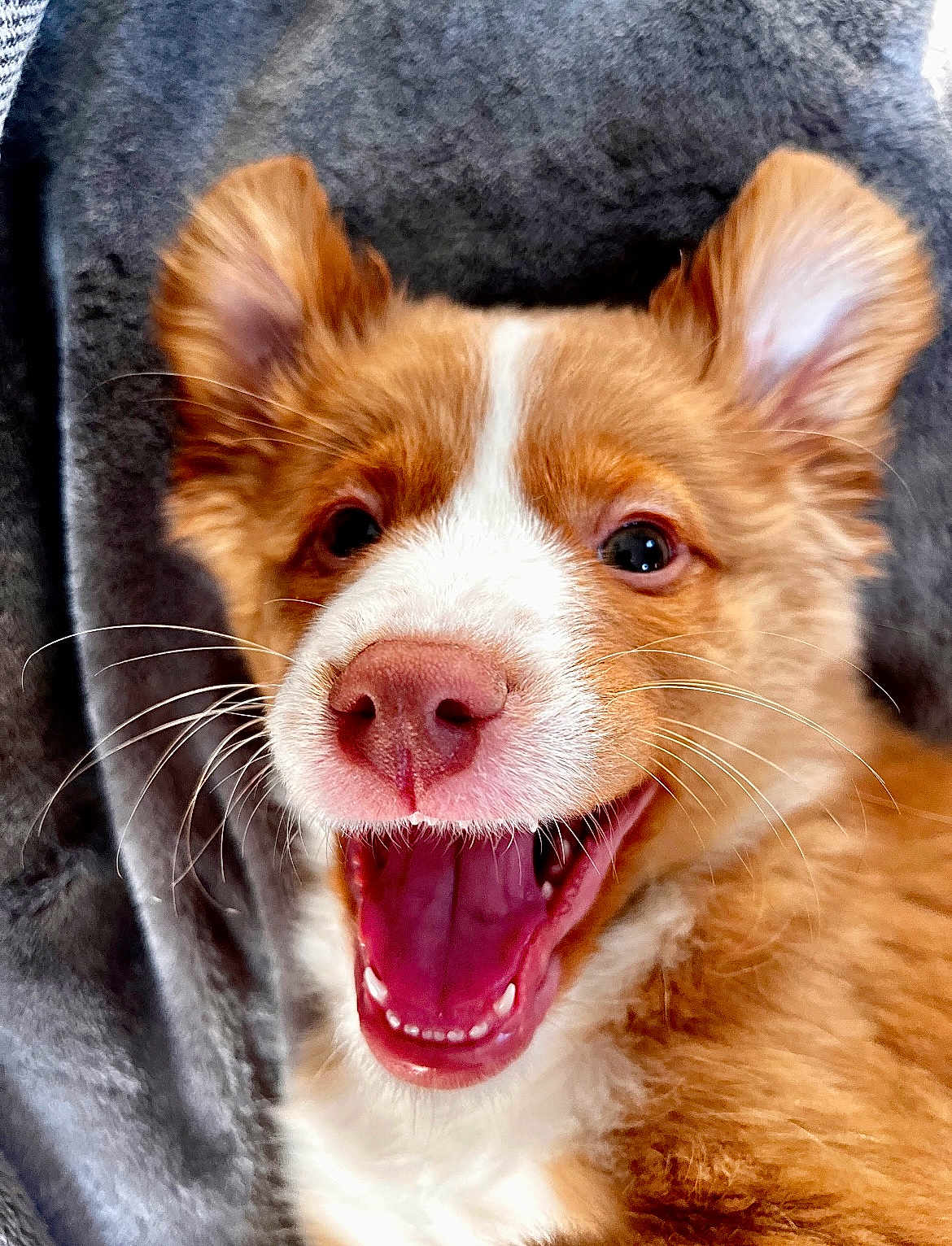 Tika participe au concours pour gagner de l'argent avec cette photo : puppy, dog, close_up, smiling, happy, ears, whiskers, nose, fur, pet, animal, cute, mouth_open, teeth, blanket, cozy, indoor, portrait, young, playful