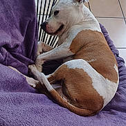 Vénus participe au concours pour gagner de l'argent avec cette photo : dog, brown_and_white_dog, blanket, purple_blanket, chair, round_chair, indoor, tile_floor, wooden_chair, pet, resting, curled_up, sleeping_dog, animal, cozy, relaxed, fur, domestic_animal, quiet, home