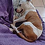 dog, brown_and_white_dog, blanket, purple_blanket, chair, round_chair, indoor, tile_floor, wooden_chair, pet, resting, curled_up, sleeping_dog, animal, cozy, relaxed, fur, domestic_animal, quiet, home