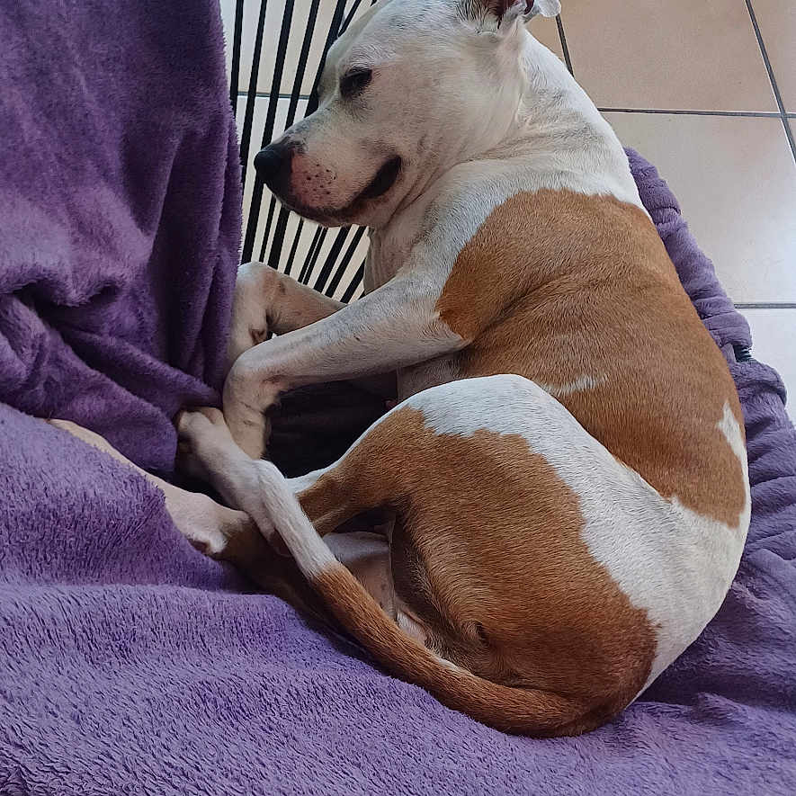 Vénus participe au concours pour gagner de l'argent avec cette photo : animal, blanket, brown_and_white_dog, chair, cozy, curled_up, dog, domestic_animal, fur, home, indoor, pet, purple_blanket, quiet, relaxed, resting, round_chair, sleeping_dog, tile_floor, wooden_chair