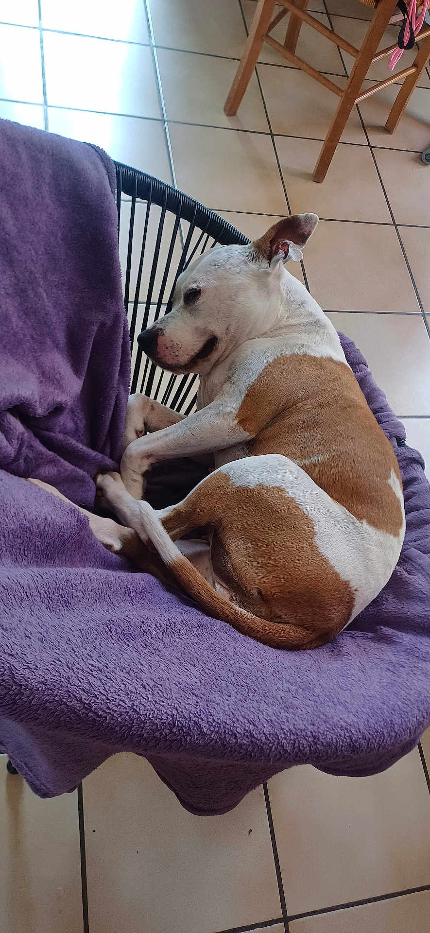 Vénus participe au concours pour gagner de l'argent avec cette photo : dog, brown_and_white_dog, blanket, purple_blanket, chair, round_chair, indoor, tile_floor, wooden_chair, pet, resting, curled_up, sleeping_dog, animal, cozy, relaxed, fur, domestic_animal, quiet, home