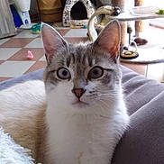 Jador participe au concours pour gagner de l'argent avec cette photo : cat, indoor, blue_eyes, feline, couch, blanket, cat_tree, pet, cozy, curious, animal, fur, whiskers, ears, floor, home, tile, toy, radiator, basket