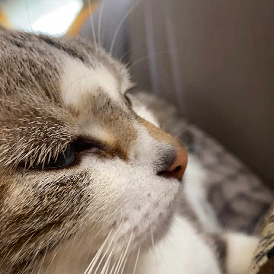 Mimoon a rejoint le concours — aidez-le/la à gagner de superbes lots ! abyssinian, animal, architecture, armchair, building, cat, chair, couch, furniture, homedecor, indoors, kitten, linen, livingroom, manx, person, pet, room, siamese, sleeping