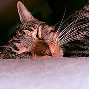 Kujo is registered to the contest to win money with this photo: cat, tabby_cat, sleeping, close_up, whiskers, fur, pet, animal, cozy, resting, face, nose, ear, soft_surface, indoor, portrait, peaceful, cute, domestic_animal, feline