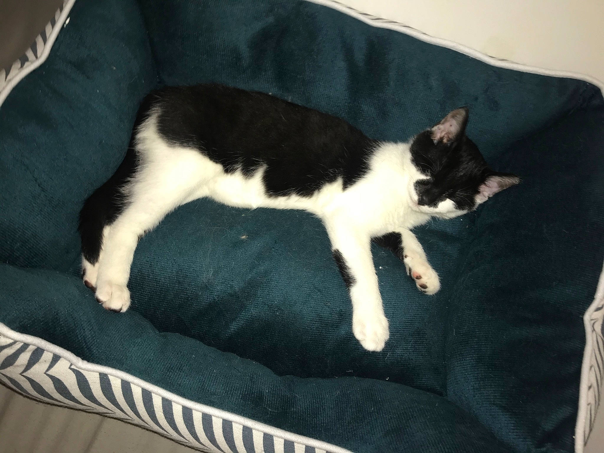 Riki a rejoint le concours — aidez-le/la à gagner de superbes lots ! black, carnivore, cat, comfort, couch, felidae, fur, home_accessories, linens, mammal, slipcover, small_to_medium_sized_cats, tail, vertebrate, whiskers