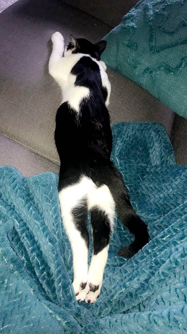 Riki participe au concours pour gagner de l'argent avec cette photo : canidae, carnivore, dog, dog_breed, fur, paw, tail, terrestrial_animal, vertebrate, working_animal, working_dog