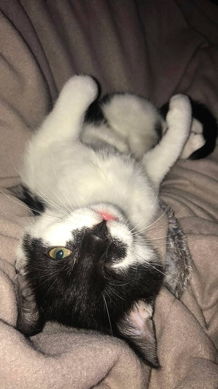 Riki participe au concours pour gagner de l'argent avec cette photo : carnivore, cat, claw, comfort, felidae, fur, paw, skin, small_to_medium_sized_cats, snout, terrestrial_animal, vertebrate, whiskers