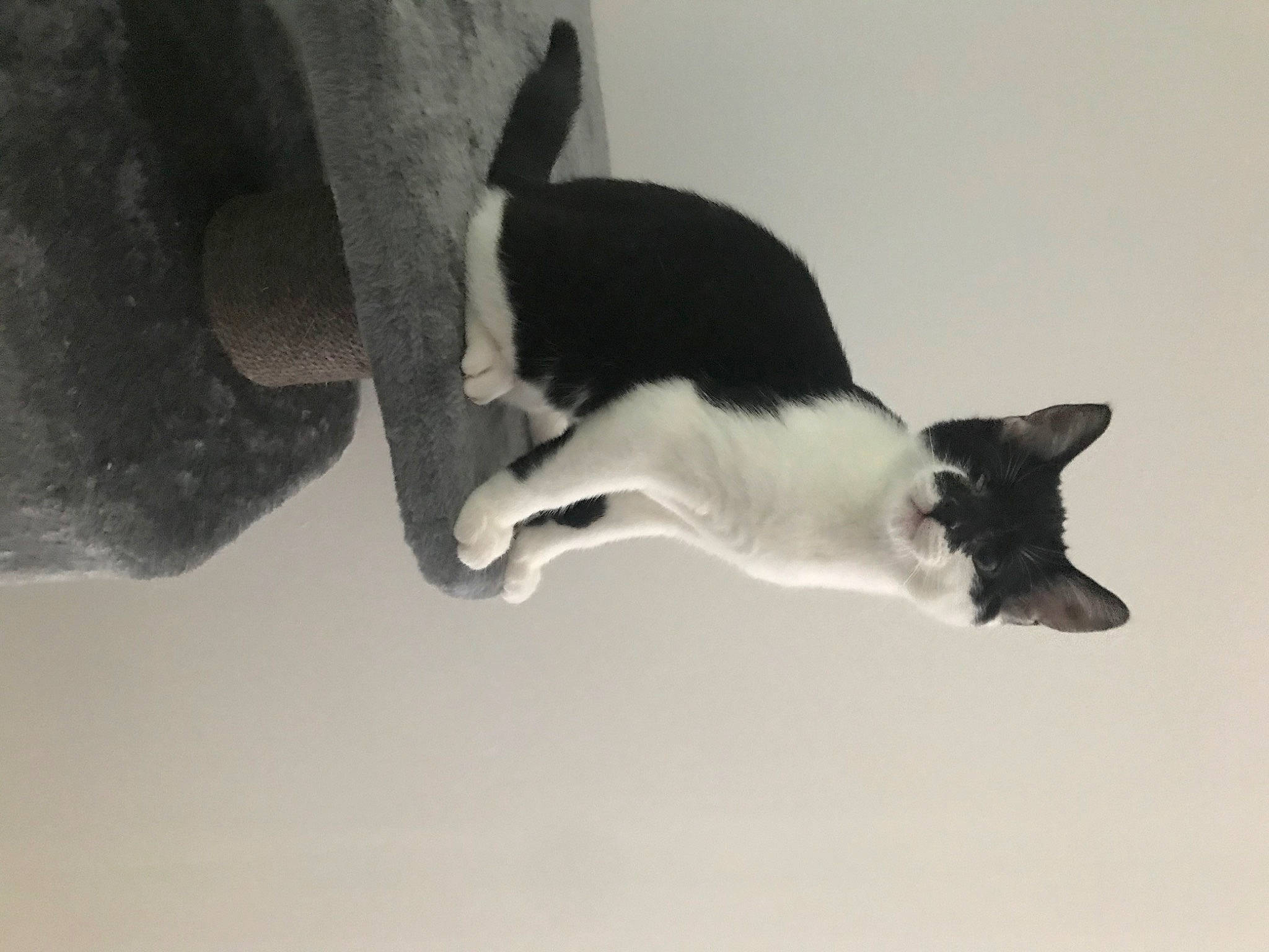 Riki participe au concours pour gagner de l'argent avec cette photo : black, black_and_white, carnivore, cat, domestic_short_haired_cat, felidae, fur, monochrome_photography, organism, photography, small_to_medium_sized_cats, snapshot, snout, style, tail, terrestrial_animal, vertebrate, whiskers