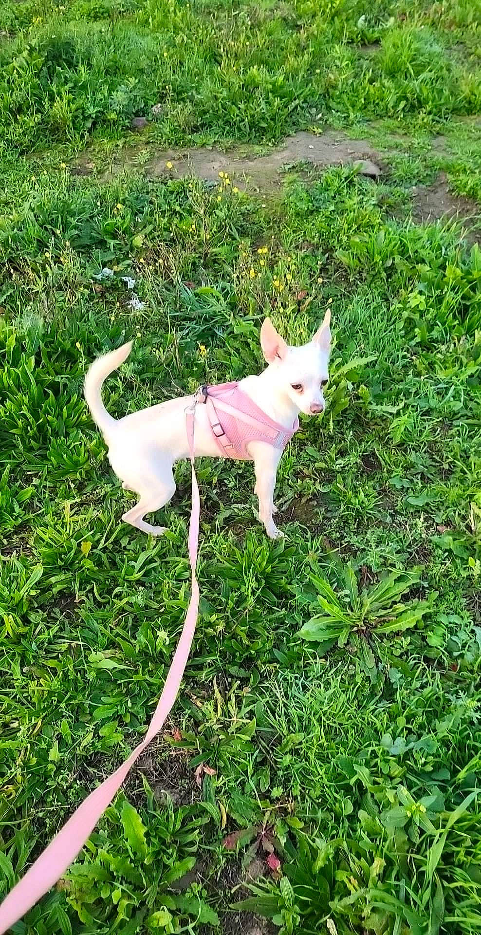 Scarlet participe au concours pour gagner de l'argent avec cette photo : canidae, carnivore, collar, companion_dog, dog, dog_breed, fashion_accessory, fawn, grass, grassland, groundcover, herbaceous_plant, non_sporting_group, pasture, plant, sporting_group, tail, terrestrial_animal, working_animal