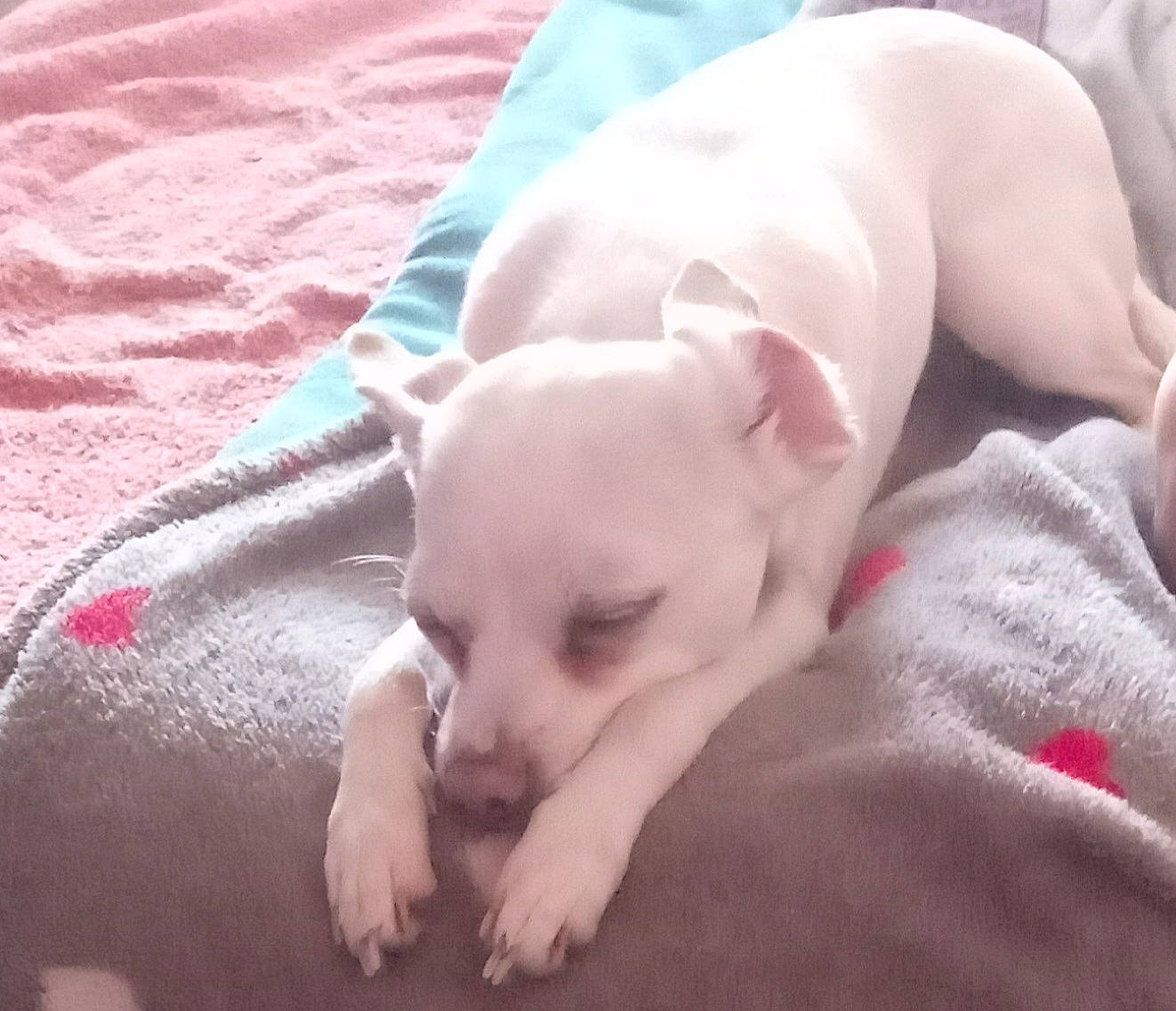 Scarlet a rejoint le concours — aidez-le/la à gagner de superbes lots ! canidae, carnivore, comfort, companion_dog, dog, dog_breed, dogo_argentino, ear, fawn, linens, nap, non_sporting_group, paw, pink, snout, sporting_group, suidae, terrestrial_animal, toy_dog, working_animal