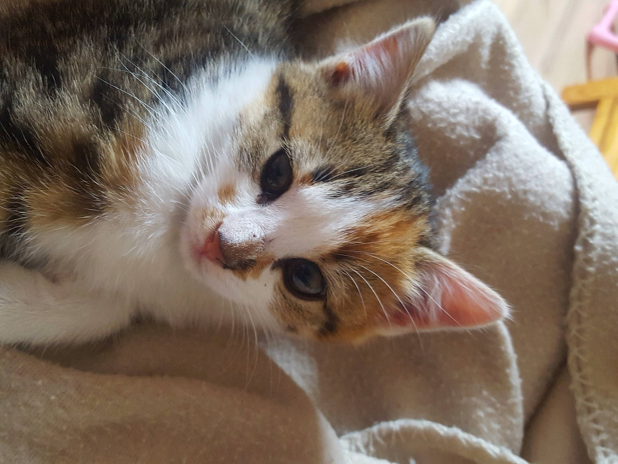 Saphir a rejoint le concours — aidez-le/la à gagner de superbes lots ! carnivore, cat, claw, comfort, domestic_short_haired_cat, ear, fawn, felidae, fur, paw, small_to_medium_sized_cats, snout, tail, whiskers, wood