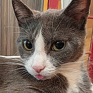 Munchkin is registered to the contest to win money with this photo: cat, close_up, gray_cat, white_fur, pink_nose, yellow_eyes, whiskers, tongue_out, indoor, pet, animal, cute, feline, fur, face, domestic_cat, alert, portrait, head, ears