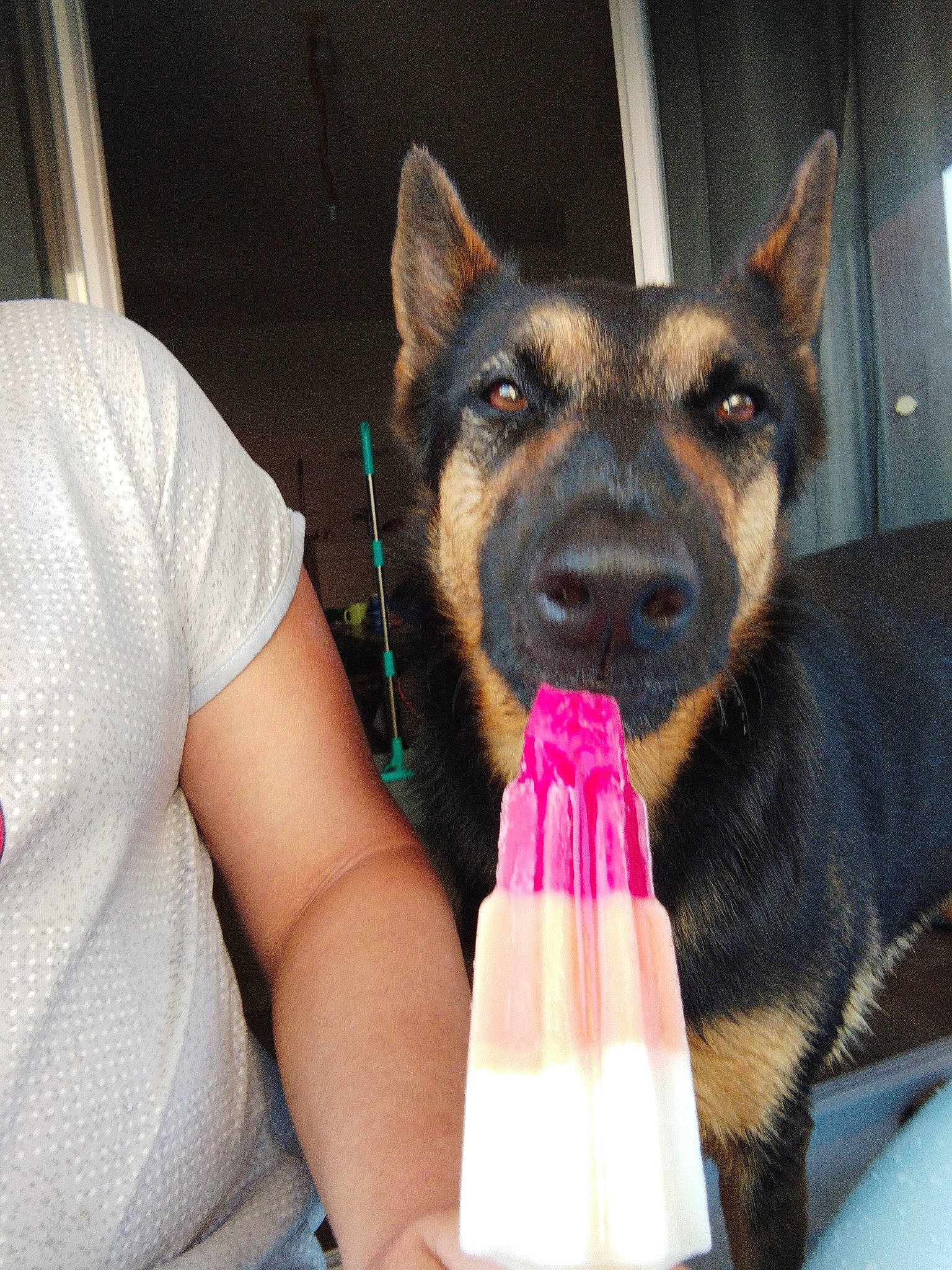 Lahïcka participe au concours pour gagner de l'argent avec cette photo : canidae, carnivore, companion_dog, dog, dog_breed, ear, fawn, fur, gesture, guard_dog, herding_dog, king_shepherd, nail, paw, snout, t_shirt, whiskers, window, working_dog