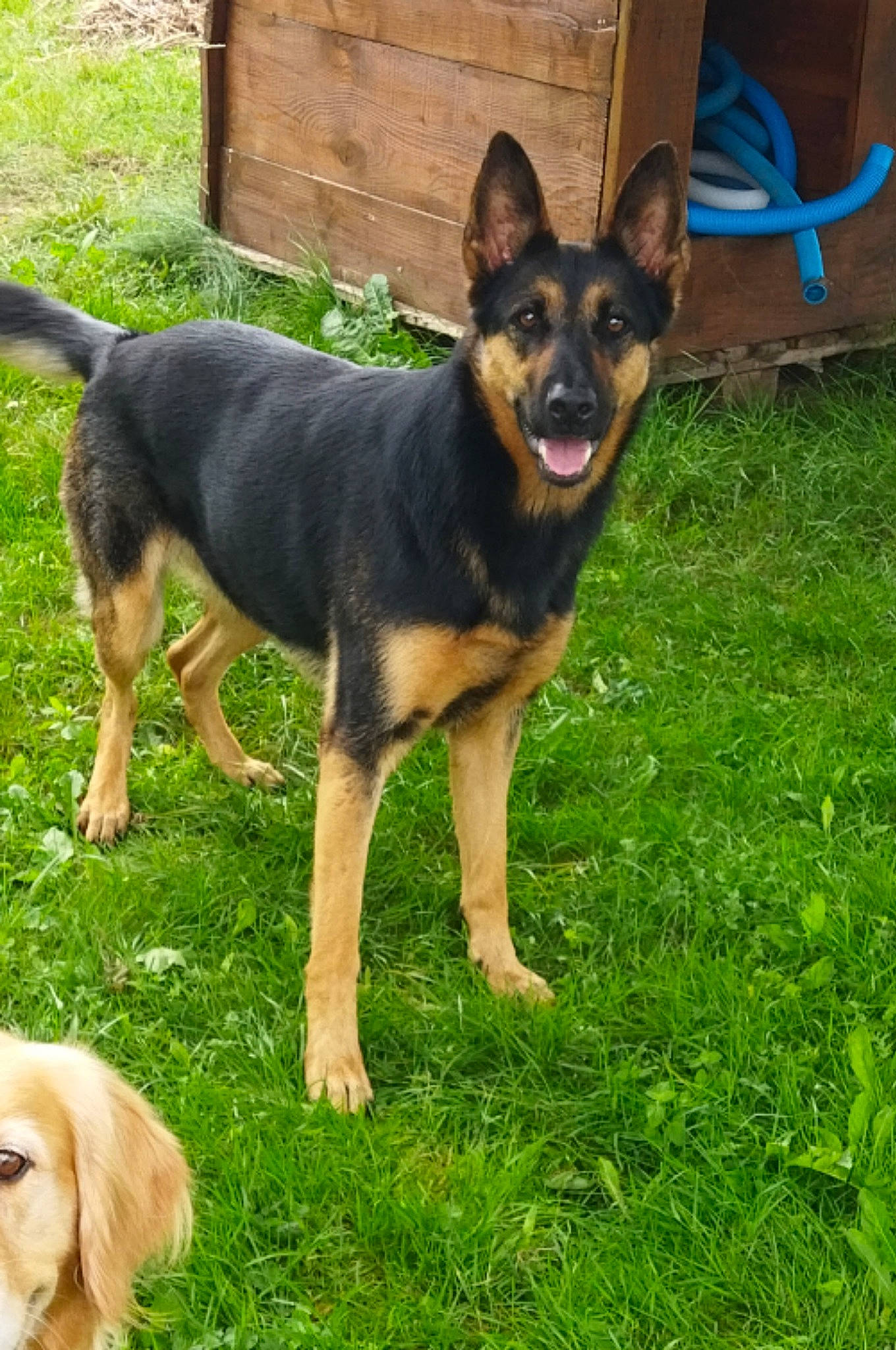 Lahïcka a rejoint le concours — aidez-le/la à gagner de superbes lots ! canidae, carnivore, companion_dog, dog, dog_breed, fawn, grass, guard_dog, gun_dog, herding_dog, liver, sharing, snout, sporting_group, tail, terrestrial_animal, working_animal, working_dog