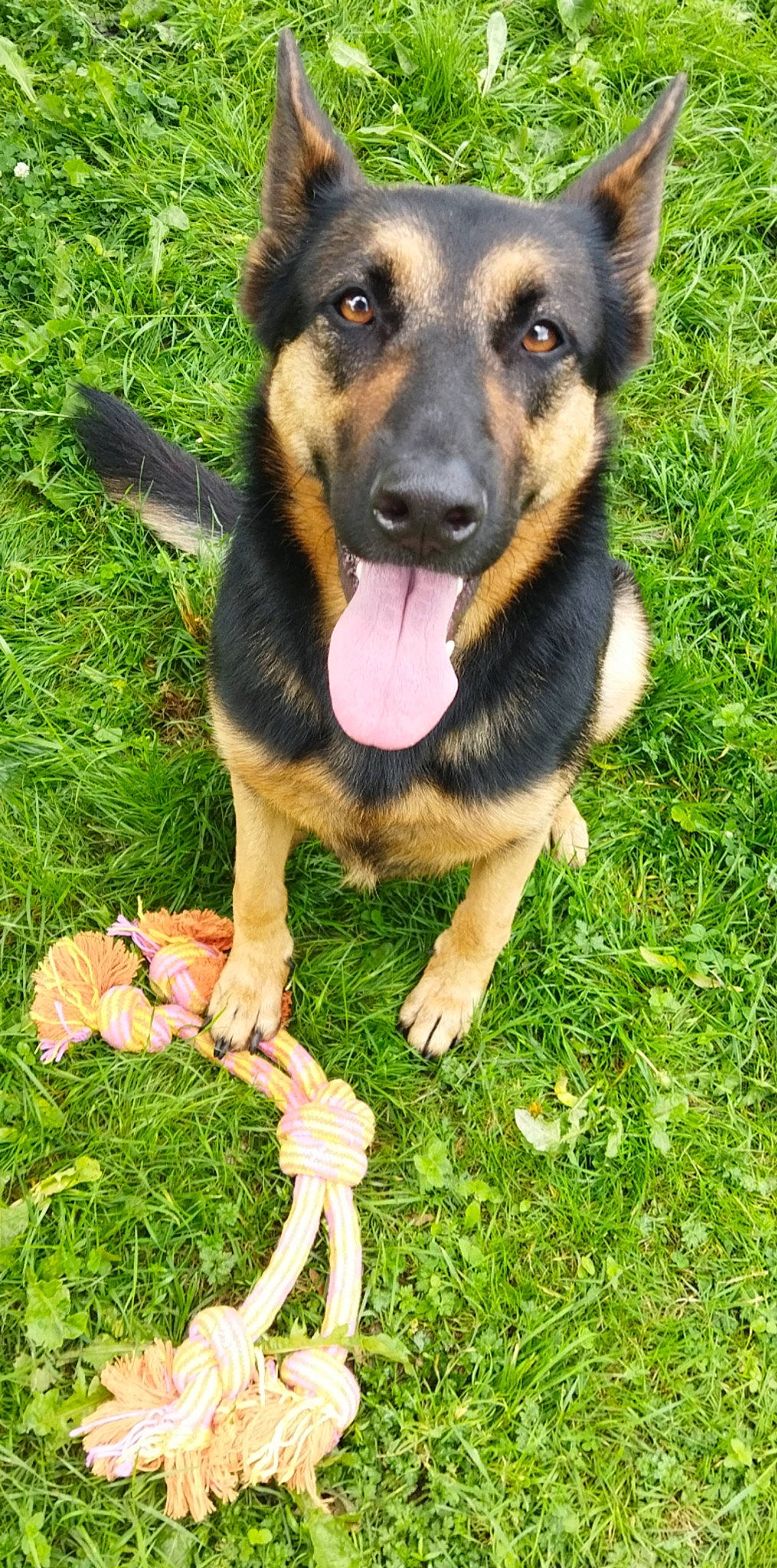 Lahïcka participe au concours pour gagner de l'argent avec cette photo : canidae, carnivore, companion_dog, dog, dog_breed, fawn, grass, guard_dog, herding_dog, paw, people_in_nature, plant, puppy, rottweiler, sharing, sporting_group, thumb, working_dog