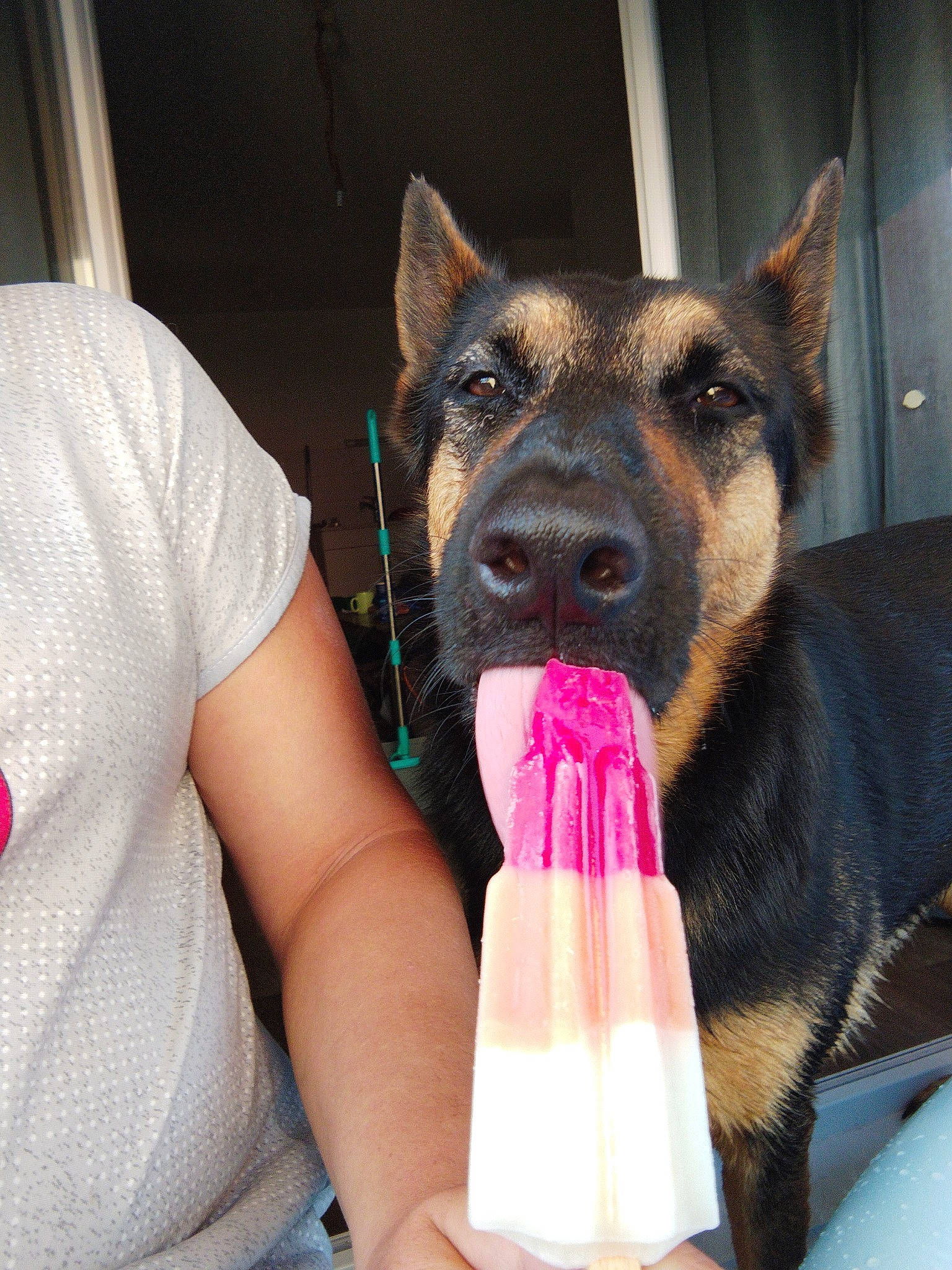 Lahïcka a rejoint le concours — aidez-le/la à gagner de superbes lots ! carmine, carnivore, companion_dog, dog, dog_breed, dog_supply, fawn, fur, gesture, glove, herding_dog, king_shepherd, magenta, nail, plastic_bottle, snout, t_shirt, window, working_dog, wrist