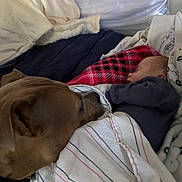 Levi joined the competition — help win amazing prizes! baby, dog, sleeping, blanket, bed, cozy, pet, friendship, resting, comfort, animal, child, indoor, soft, warm, cute, peaceful, nap, companion, fur