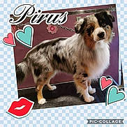 Pirus participe au concours pour gagner de l'argent avec cette photo : australian_shepherd, canidae, carnivore, companion_dog, dog, dog_breed, mammal, miniature_australian_shepherd, puppy, rare_breed_dog, vertebrate, working_dog