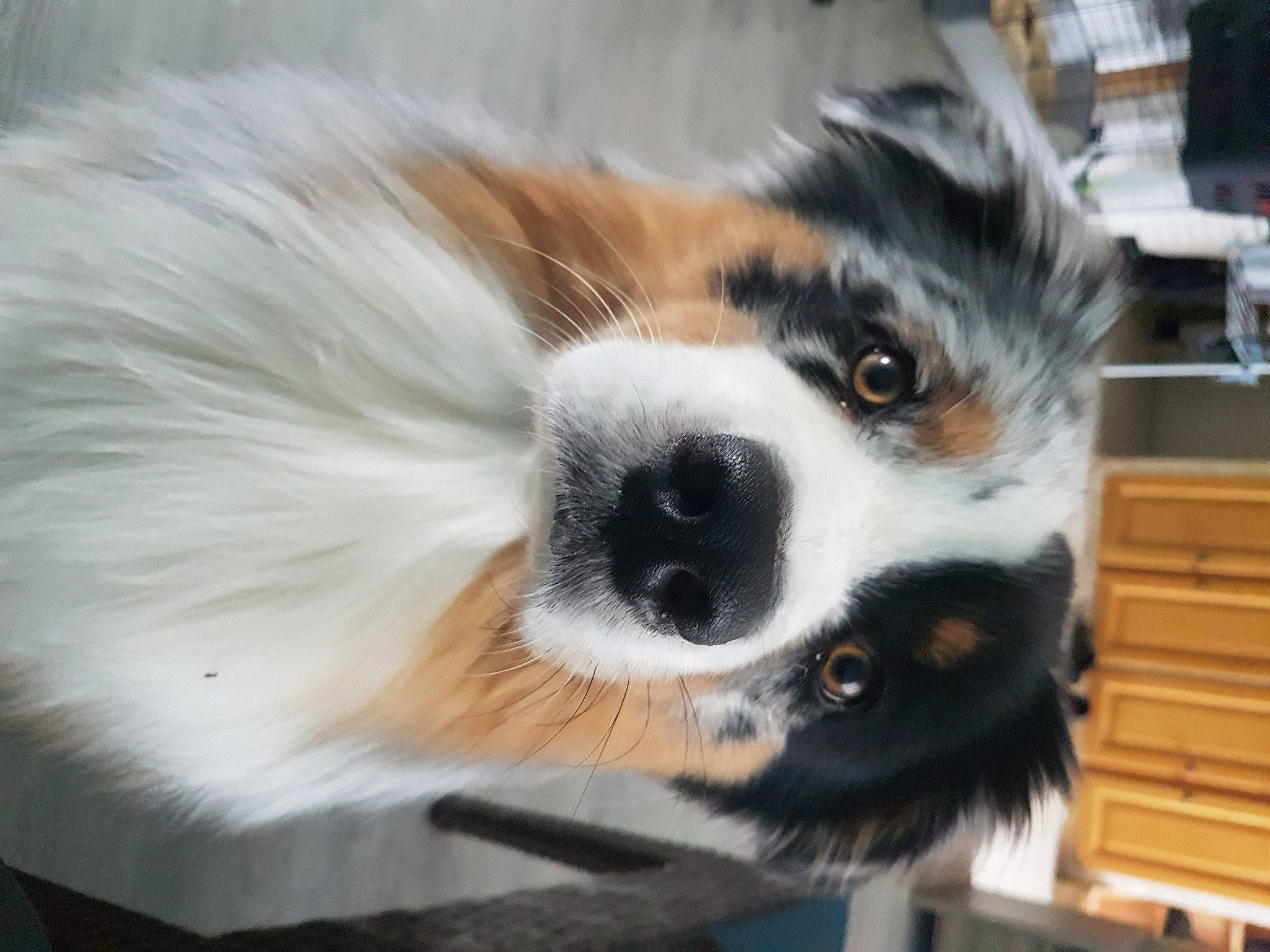 Pirus participe au concours pour gagner de l'argent avec cette photo : australian_shepherd, bernese_mountain_dog, canidae, carnivore, cavalier_king_charles_spaniel, companion_dog, dog, dog_breed, fur, mammal, miniature_australian_shepherd, nose, phalene, puppy, snout, sporting_group, vertebrate, whiskers
