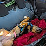 Pink participe au concours pour gagner de l'argent avec cette photo : animal, backseat, blanket, canine, car_interior, car_window, comfort, dog, dog_harness, fur, leash, pet, plush, relaxed, resting, seat, seatbelt, sunlight, travel, vehicle