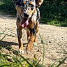 animal, canine, closeup, daylight, dog, ears, fur, grass, happy, muzzle, nature, outdoor, path, pet, playful, speckled_coat, sunlight, tongue_out, tree, walking
