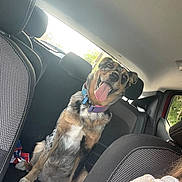 Pink a rejoint le concours — aidez-le/la à gagner de superbes lots ! animal, backseat, canine, car, collar, dog, domestic_animal, fur, happy, headrest, interior, looking, pet, seat, sitting, sunlight, tongue_out, travel, vehicle, window