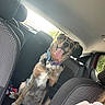 animal, backseat, canine, car, collar, dog, domestic_animal, fur, happy, headrest, interior, looking, pet, seat, sitting, sunlight, tongue_out, travel, vehicle, window