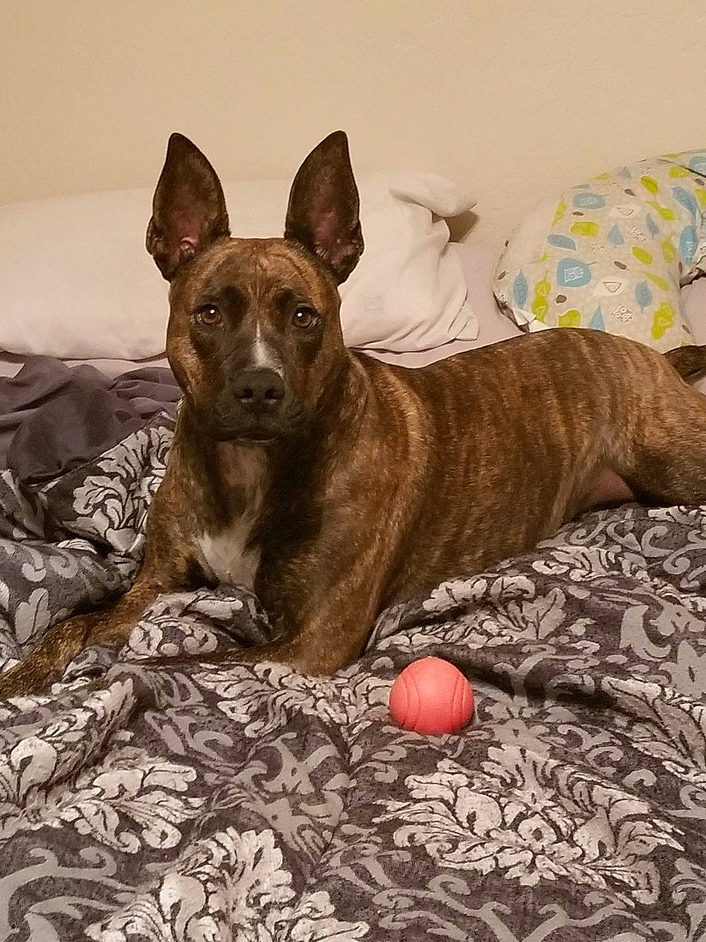 Crazygirl C G joined the competition — help win amazing prizes! ancient_dog_breeds, ball, canidae, carnivore, comfort, companion_dog, dog, dog_breed, dog_supply, fawn, flooring, linens, liver, non_sporting_group, tableware, terrestrial_animal, whiskers, wood, working_animal