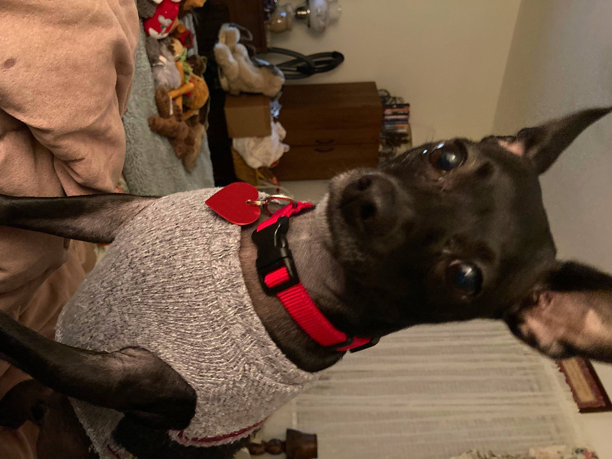 Corky joined the competition — help win amazing prizes! canidae, carnivore, collar, companion_dog, dog, dog_breed, dog_collar, dog_supply, ear, fashion_accessory, fawn, fur, guard_dog, leash, metal, party_hat, pet_supply, snout, whiskers, working_animal