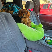 Charlie joined the competition — help win amazing prizes! blanket, brown_dog, building, can, car_interior, car_seat, cup_holder, curious, daylight, dog, green_pillow, indoor, pet, puppy, red_vehicle, seatbelt, sky, small_dog, toy, window