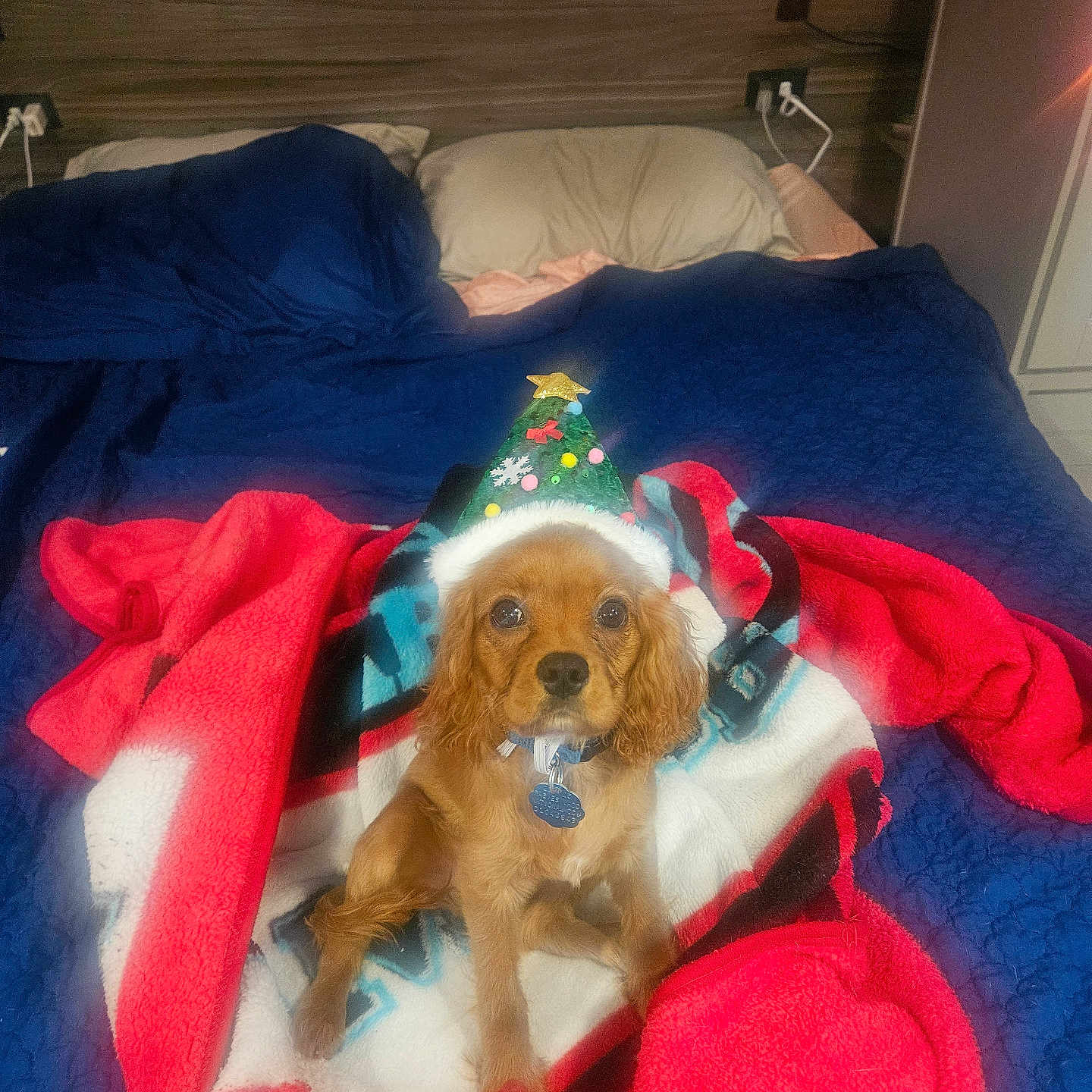 Charlie is registered to the contest to win money with this photo: animal, bed, blanket, brown_dog, christmas_hat, companion, cozy, cute, decorations, dog, festive, fur, holiday, indoor, pet, pillow, portrait, puppy, small_dog, string_lights