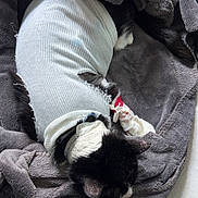 Oreo participe au concours pour gagner de l'argent avec cette photo : animal, black_and_white, blanket, cat, collar, comfort, cozy, domestic, floor, fur, indoor, injury_care, pet, quiet, recovery, resting, sleeping, soft_texture, warm, white_sweater