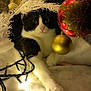 cat, tuxedo_cat, christmas_tree, white_tree, ornament, bauble, gold_bauble, red_bauble, string_lights, faux_snow, paw, closeup, holiday_decor, indoor, festive, pet, cozy, soft_texture, portrait, night_lighting