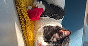 Oreo participe au concours pour gagner de l'argent avec cette photo : animal, black_and_white_cat, cat, comfort, cozy, cute, domestic_cat, feline, floor, indoor, pet, pink_bandage, relaxation, resting, shadow, sleeping_cat, sunlight, warm_light, white_knitted_garment, yellow_blanket