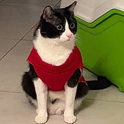 Oreo a rejoint le concours — aidez-le/la à gagner de superbes lots ! cat, black_and_white, red_sweater, pet_clothing, indoor, tile_floor, alert, sitting, curious, feline, domestic_cat, wide_eyes, fur, whiskers, animal, cute, companion, household, green_object, white_object