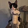 cat, kitten, tuxedo_cat, pet, indoor, scratching_post, cat_tree, paws, whiskers, pink_nose, wide_eyes, ears, black_and_white_fur, fur, sitting, looking_at_camera, close_up, cozy, playful, portrait