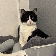 Oreo participe au concours pour gagner de l'argent avec cette photo : cat, tuxedo_cat, pet, indoor, cat_bed, blanket, cozy, wall, corner, portrait, whiskers, ears, green_eyes, black_and_white, fur, relaxed, furniture, bedroom, soft_texture, looking_at_camera