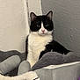 cat, tuxedo_cat, pet, indoor, cat_bed, blanket, cozy, wall, corner, portrait, whiskers, ears, green_eyes, black_and_white, fur, relaxed, furniture, bedroom, soft_texture, looking_at_camera