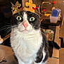 cat, tuxedo_cat, crown, wide_eyes, whiskers, pink_nose, close_up, portrait, indoor, kitchen_counter, pet, fur, black_and_white, sitting, looking_at_camera, household_items, blurred_background, adorable, curious, royal