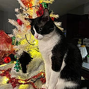 Oreo a rejoint le concours — aidez-le/la à gagner de superbes lots ! black_and_white, bokeh, cat, christmas_tree, close_up, cozy, curiosity, decoration, festive, fur, holiday, indoor, lights, ornament, paw, pet, sitting, tree_skirt, tuxedo_cat, whiskers